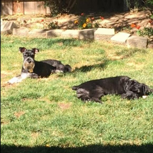 Ebby and Foggy enjoy the sun.