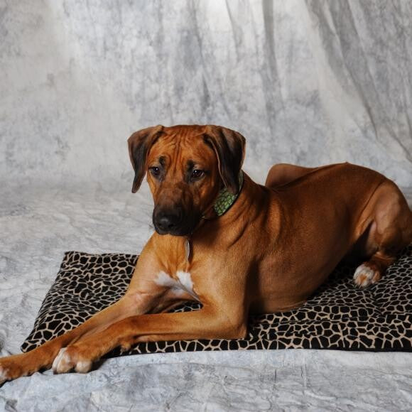 Wesley the awesome Ridgeback