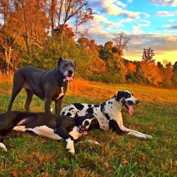 My Danes LOVE The Honest Kitchen!
