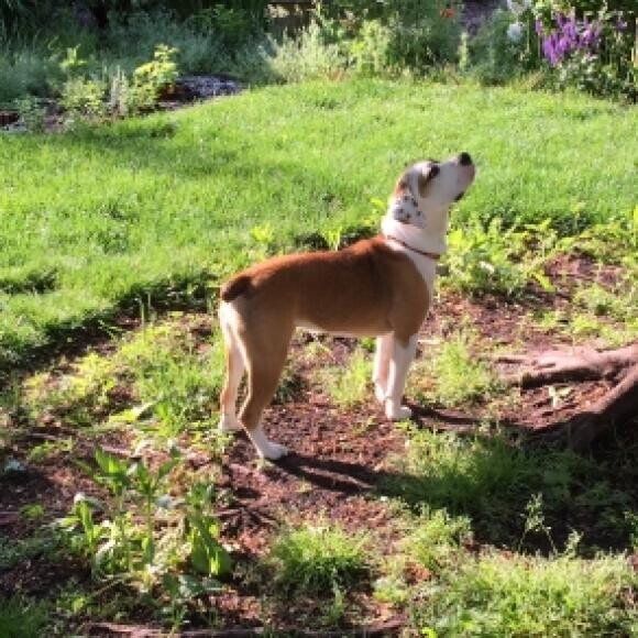 Squirrel hunting! His beagle heritage shows up here.