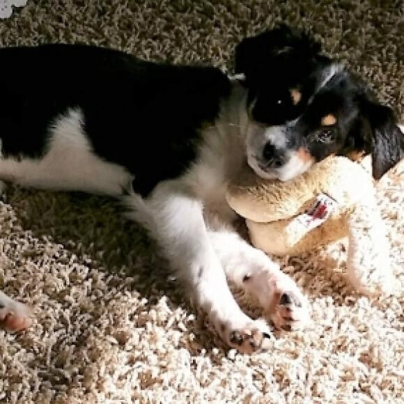 I use my stuffed toys as pillows.