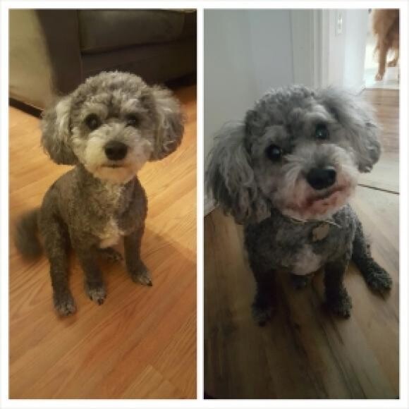 The left image is his after photo. Barely any mouth stains!