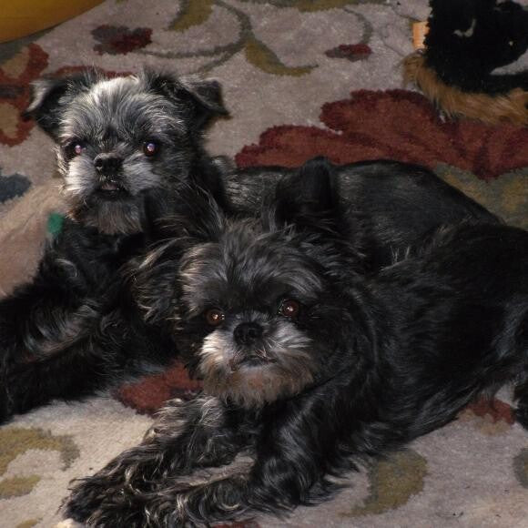 This is Piper (ears up)+Huxsley,