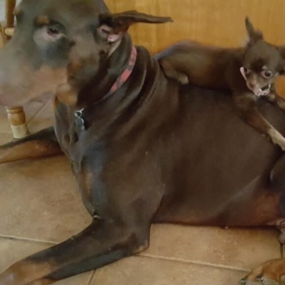 Velkan with his chihuahua buddy, Gibbs.