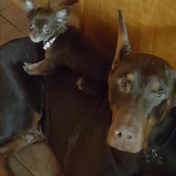 Velkan with his little buddy, Gibbs