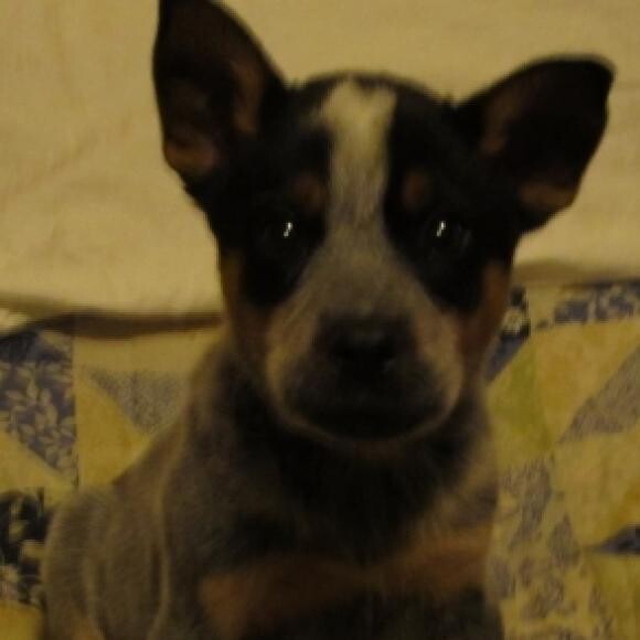 Rip at 8 weeks.