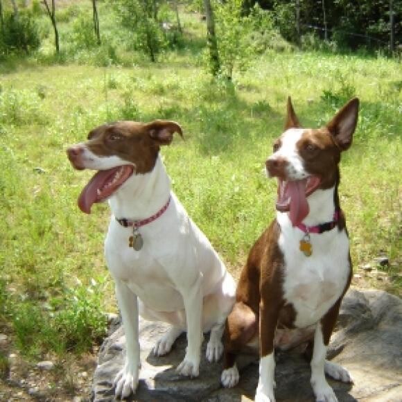 Hershey with Amy.