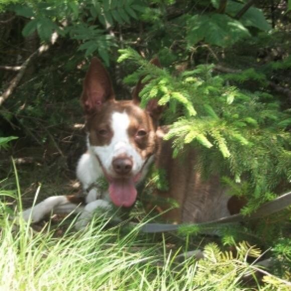 Hershey taking a rest during a difficult hike.