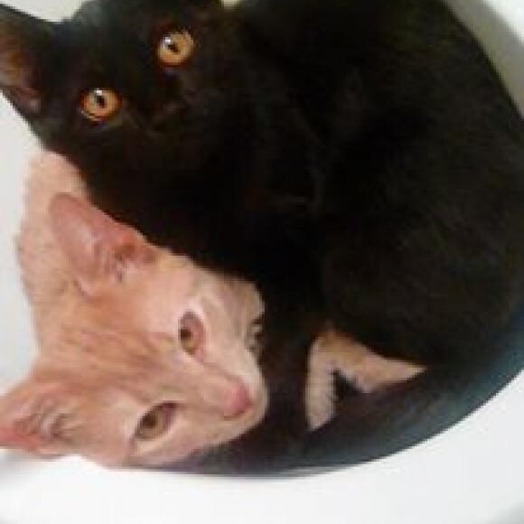 Tony & Ninja - 1 yr. old adopted from the Humane Society @ 8 wks. old. nMN, USA n