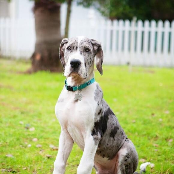 George at 15 weeks