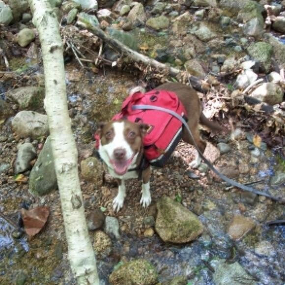 Hershey with her pack on.