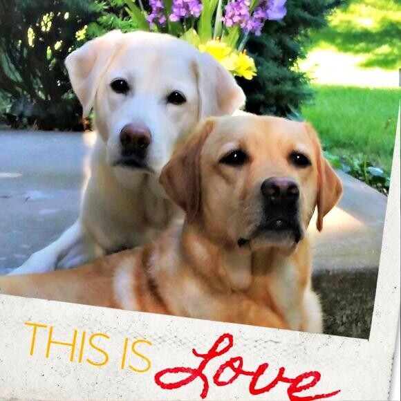 True Love deserves Honest Kitchen