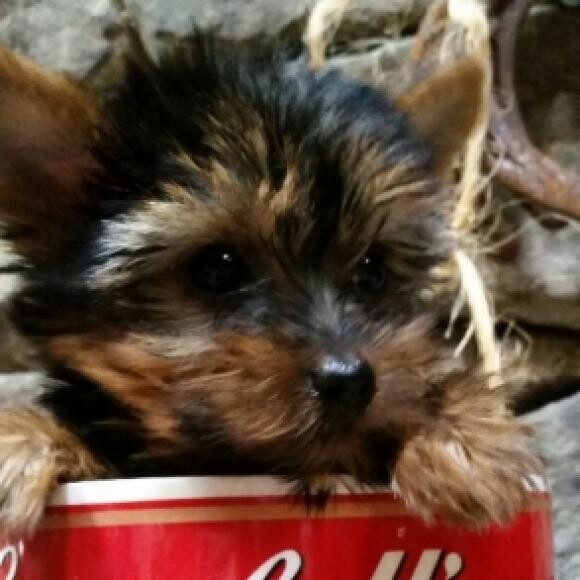 The Baby