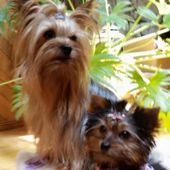 My Pawsome Twosome