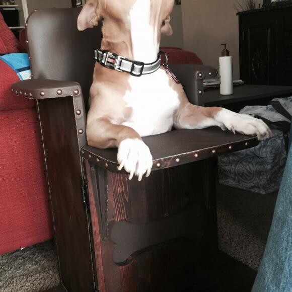 Taz has mega esophagus and must be fed in a special chair