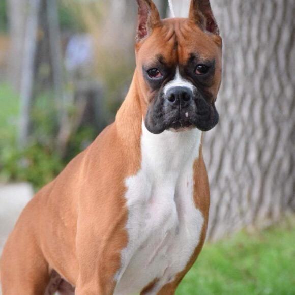 Our boxers are picky eaters and they just love this food.