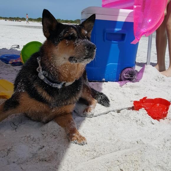 Dallas enjoying the sand and sun at Honeymoon Island State Park