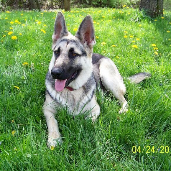Elsa on her country property. 1yr. old.