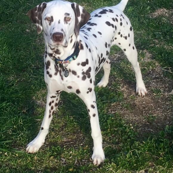 My dalmatian boy : Adhil
