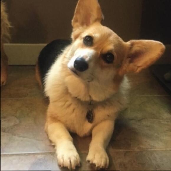 Scout