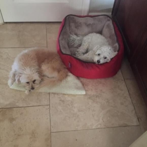 Kingston and Collin..together they make Colton! Best doggy cousins.