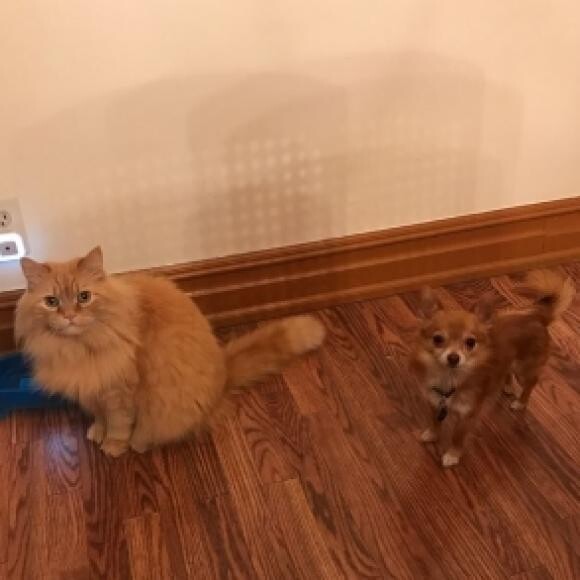 Here's Zeus and his big brother Baxter