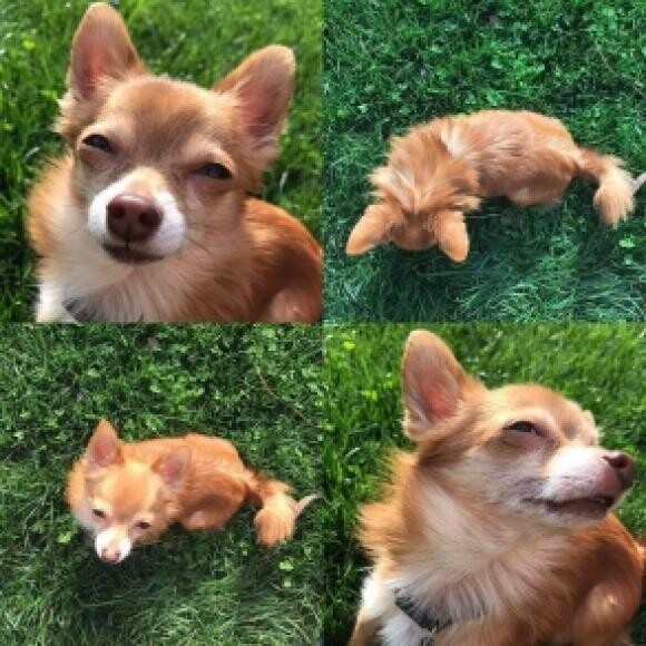 Zeus loves basking in the sun!