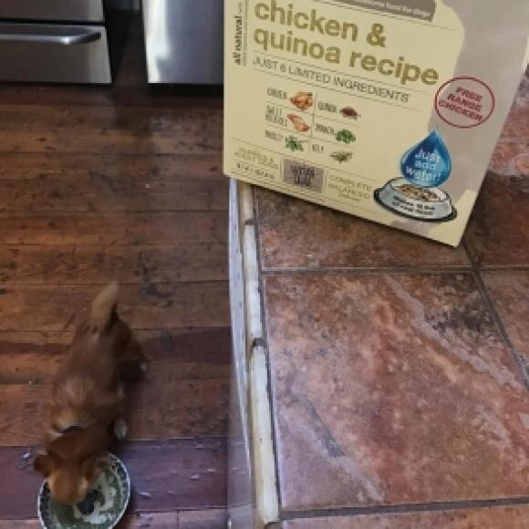 Zeus enjoying breakfast from The Honest Kitchen
