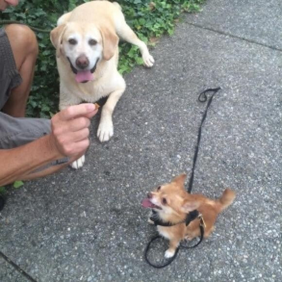 Here's Zeus's Grandpa Chris handing out treats after a walk in the park
