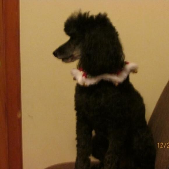 Marko at Christmas