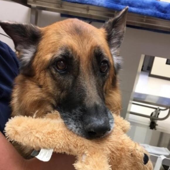 Liebchen's first chemo treatment.