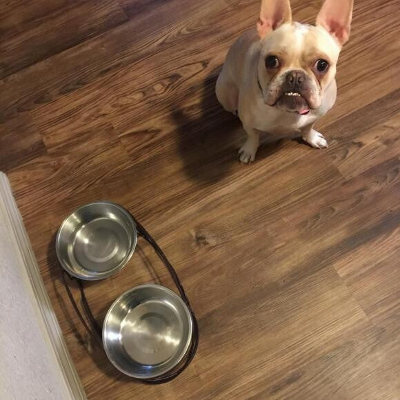 The was after Audree's first THK meal, begging for more!