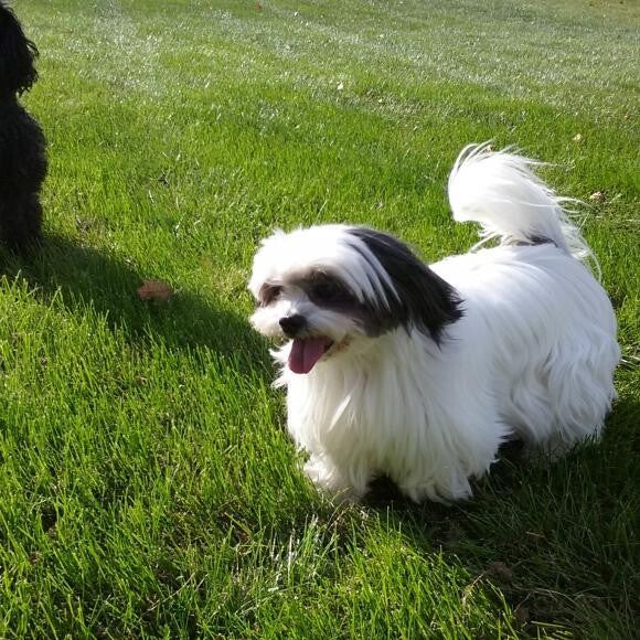 Dora the amazing Shih Tzu