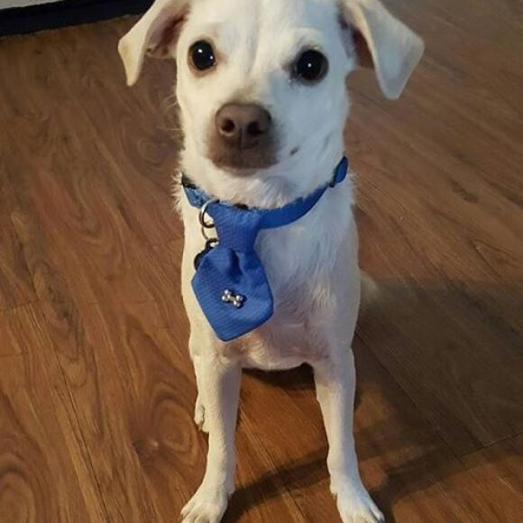 Leo at 6 months on his way to Obedience School Graduation.
