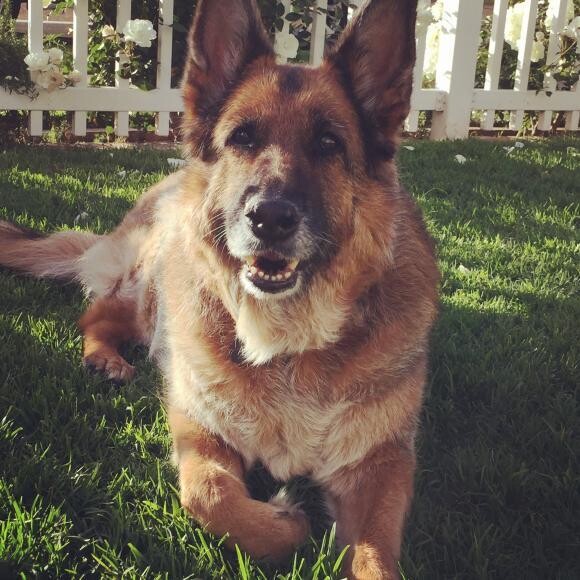 Anka my 10 yr old German Shepherd..she will be 11 in September!