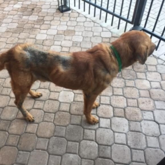 Clyde Before - A few weeks after arrival, still severely underweight