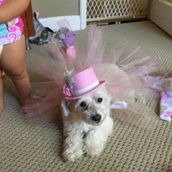 letting my little human play dress up with me because it makes her happy.