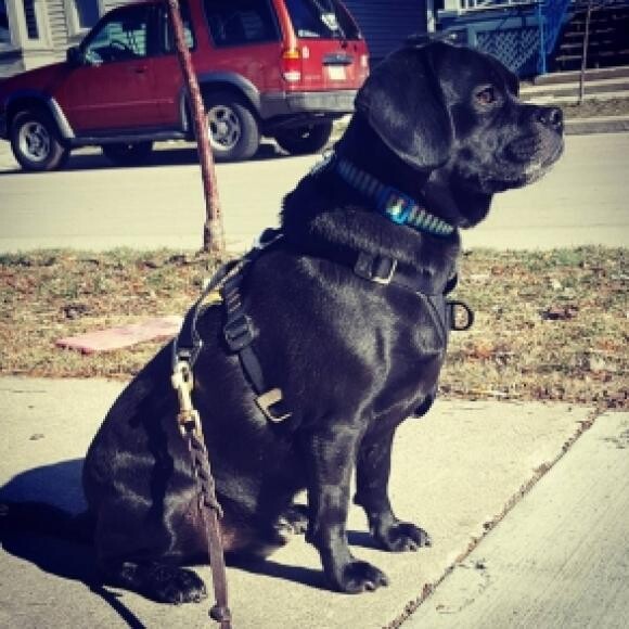 Porthos at his chunky stage. My food loving, unhappy Puggle.