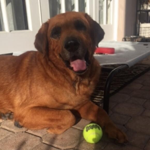Clyde After - Happy, healthy and doing well!
