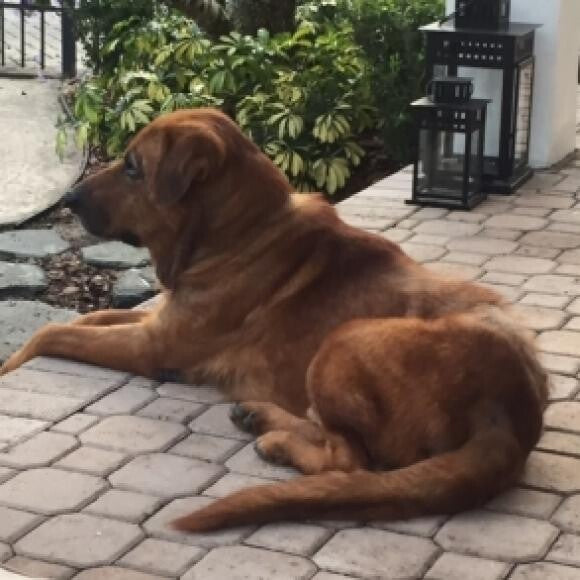 Clyde After - His coat looks great!