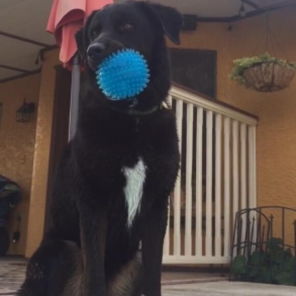 Or making music with his squeaker!