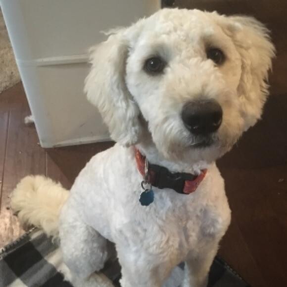 Cyrus sits patiently waiting for food.