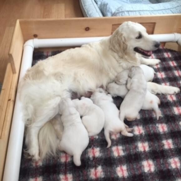 Beautiful Mama and babies