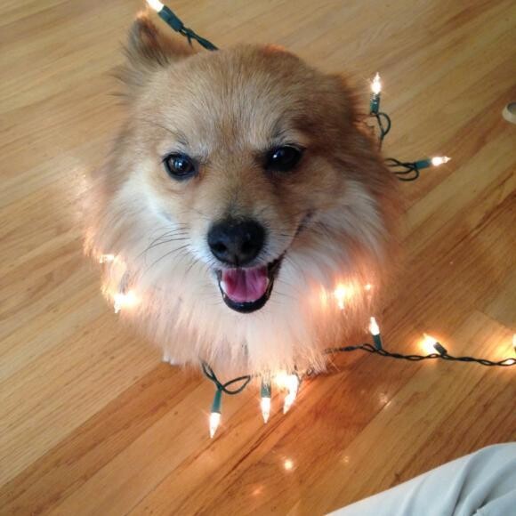 Festive Fritz at Christmastime!