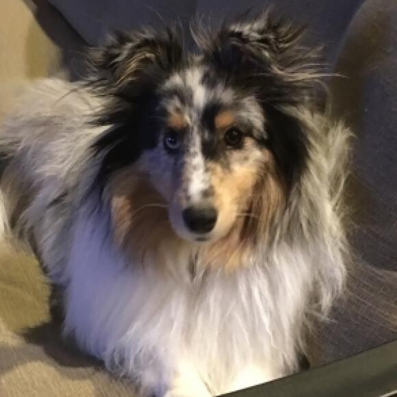 Khal (2 yrs) on the living room couch...