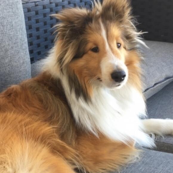 Drogo (age 1+) relaxing on our front porch...