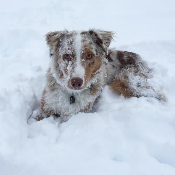 Rossi the Aussie