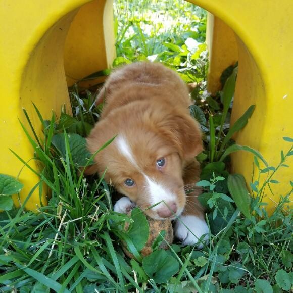 Meet Melody! A Nova Scotia Duck Tolling Retriever puppy.