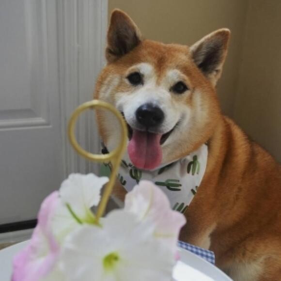 Eevie's 9th birthday with her home made doggie cake!