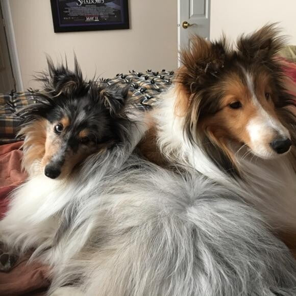 Khal (2 yr old blue merle girl) and Drog (1 yr old sable boy) on the bed